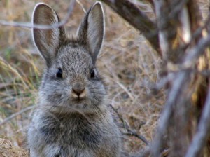 pygmy_rabbit_AP